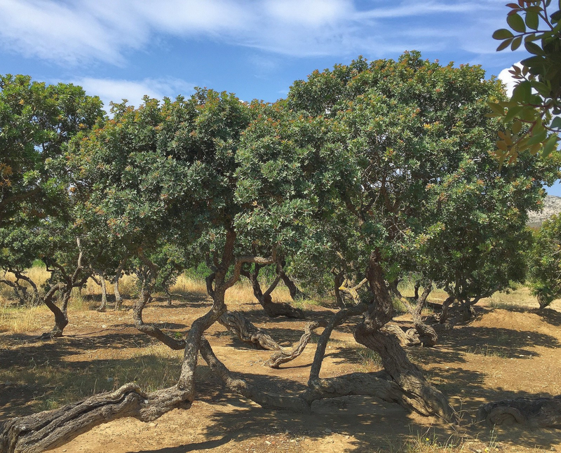 Mastic trees in Greece